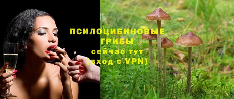 блэк спрут ссылки  Вихоревка  Псилоцибиновые грибы MAGIC MUSHROOMS  где купить наркотик 